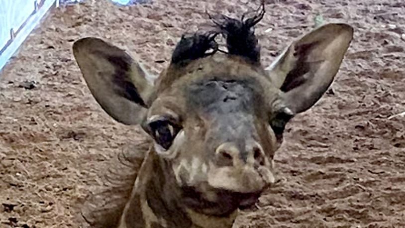 A male Masai giraffe calf was born at The Wilds Sept. 8. THE WILDS / CONTRIBUTED PHOTO