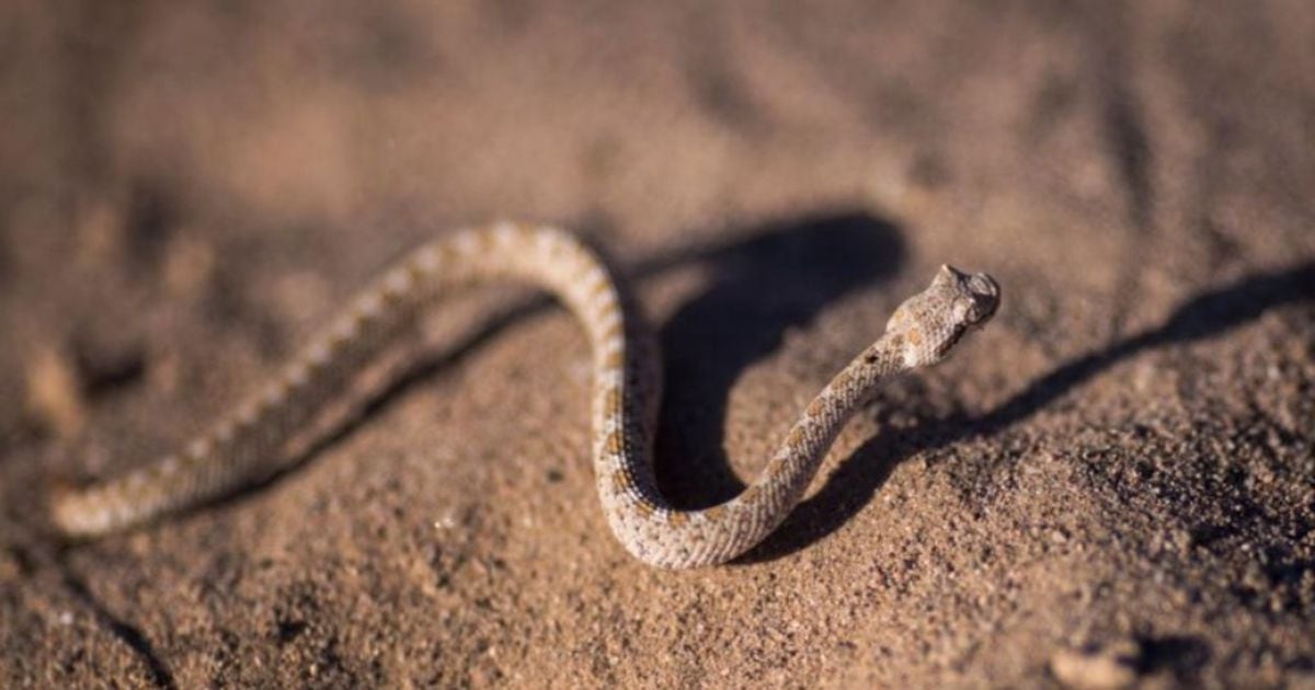 Man bites off rattlesnake's tail, slips serpent into neighbor's RV ...