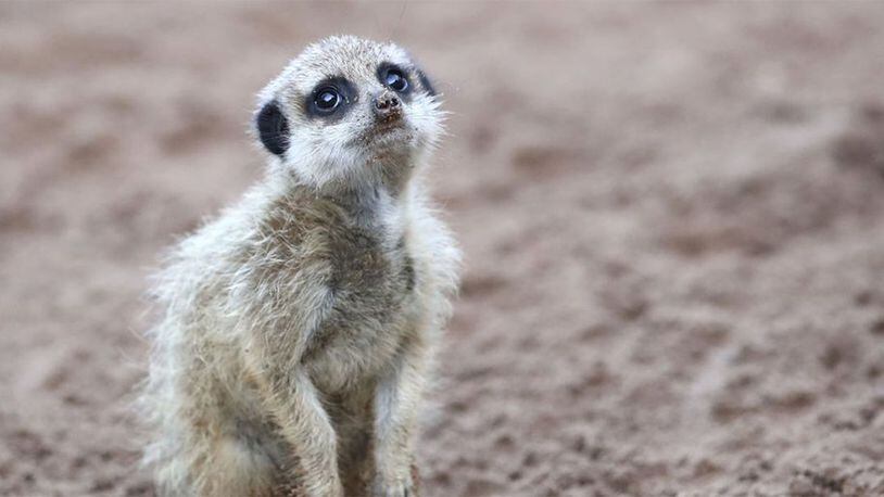 FILE PHOTO: Meerkats at the Kansas City Zoo were among the animals evacuated when a fire broke out at a zoo building Tuesday.