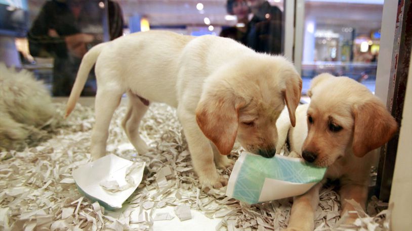 Pet stores in California will be required by law to only sell dogs, cats and rabbits that come from shelters or nonprofit rescues (not pictured).