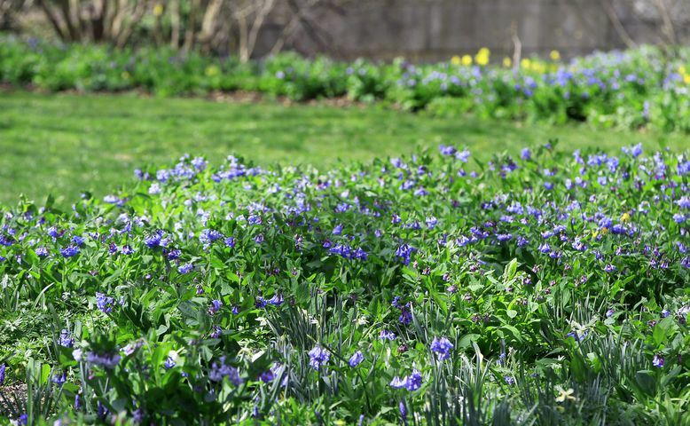 Virginia Bluebells bloom at Aullwood Garden MetroPark