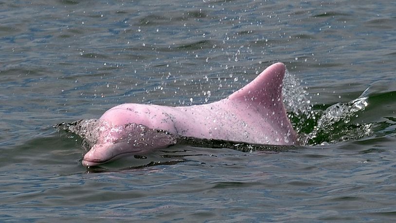 In a picture taken on August 19, 2011, a Chinese white dolphin or Indo-Pacific humpback dolphin, nicknamed the pink dolphin, swims in waters off the coast of Hong Kong. A Hong Kong conservation group said on January 14, 2012 it has set up a DNA bank for the rare Chinese white dolphin, also known as the pink dolphin, in a bid to save the mammals facing a sharp population decline.  AFP PHOTO / DANIEL SORABJI (Photo credit should read DANIEL SORABJI/AFP/Getty Images)