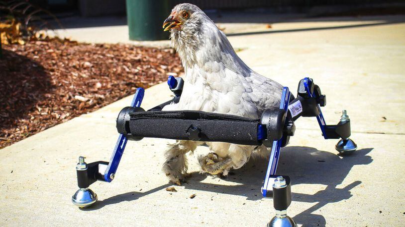In this provided by Mikayla Feehan and taken on April 3, 2019, a pet chicken named Granite Heart tests out a custom wheelchair made by Walkin’ Pets in Amherst, N.H. On a recent SNL episode, the television show's "Weekend Update" co-host said she should "just eat the chicken." Ten-year-old Alora Wood of Underhill, Vermont, tells NECN-TV that she knows the segment was meant to be a joke, but says what if it was a dog. The chicken was born with a deformed foot. (Mikayla Feehan/Via AP)