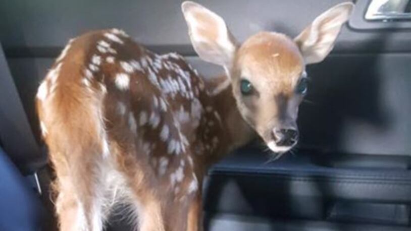 Police took a baby deer for a ride to a safer area after finding it along the road. (Photo: Lewiston Police)