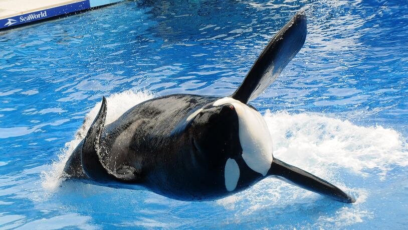 Killer whale "Tilikum" appears during its performance in its show "Believe" at Sea World on March 30, 2011 in Orlando, Florida.  (Photo by Gerardo Mora/Getty Images)