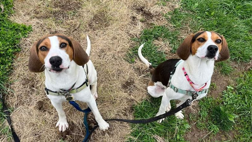 These are a couple of the pets up for adoption at Animal Adoption Foundation on 2480 Ross Millville Road in Hamilton. The nonprofit is conducting a fundraiser at Municipal Brew Works on May 14, 2022. CONTRIBUTED