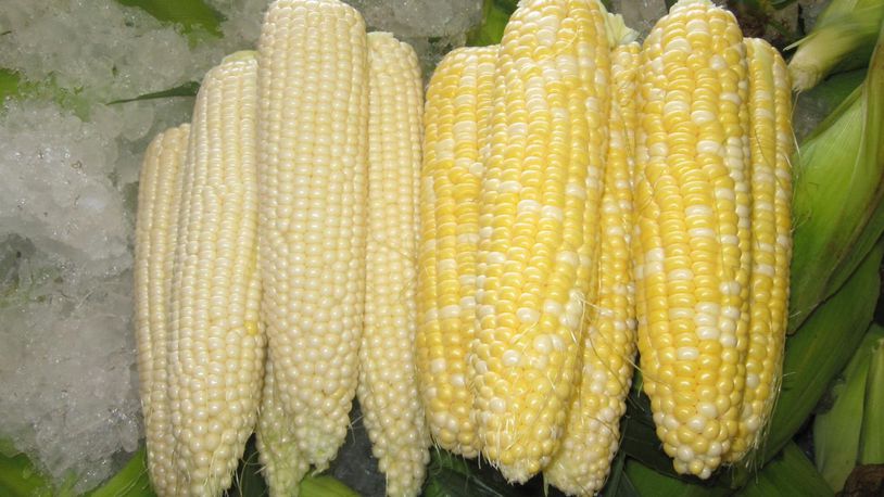 Sweet corn from Fulton Farms in Troy. (Source: Fulton Farms Facebook)