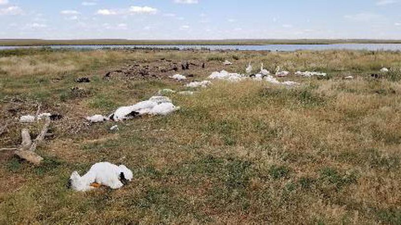 Pelicans and cormorants were among the birds killed in a severe storm that dropped golf ball-sized hail on an area outside Billings, Montana, on Aug. 11. Wildlife officials estimate between 11,000 and 13,000 birds were killed or injured in the storm.