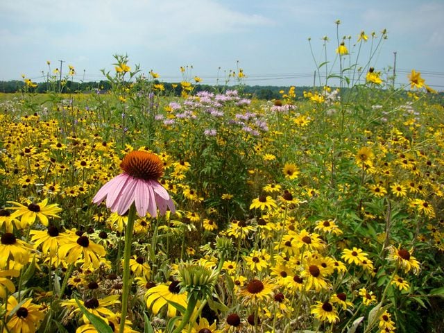 Rare prairie super bloom