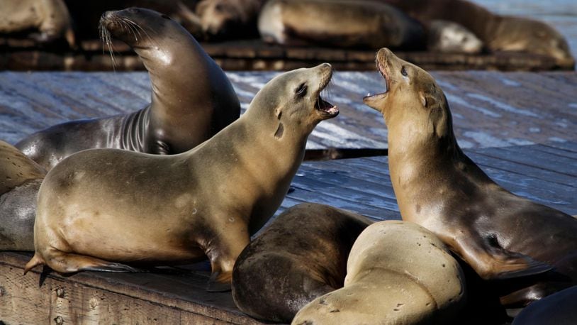 In this Oct. 15, 2010, file photo, sea lions bark at each other at Pier 39 in San Francisco. A sea lion bit a woman swimming in the San Francisco Bay in the fourth such attack since December 2017. A friend says the two members of the South End Rowing Club were swimming around 7 a.m. Thursday, Jan. 11, 2018 when the sea lion latched onto her and tried to drag her underwater. (AP Photo/Eric Risberg, File)