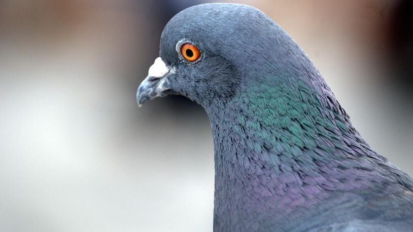 At least 80 messenger pigeons were killed in a house fire in Phoenix, Arizona.
