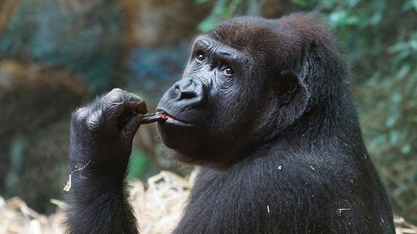 Stock photo of a gorilla.