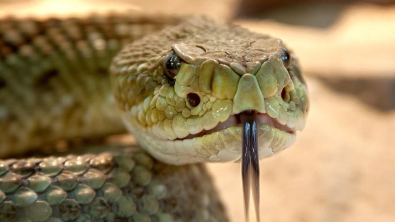 A photo of a large rattlesnake.