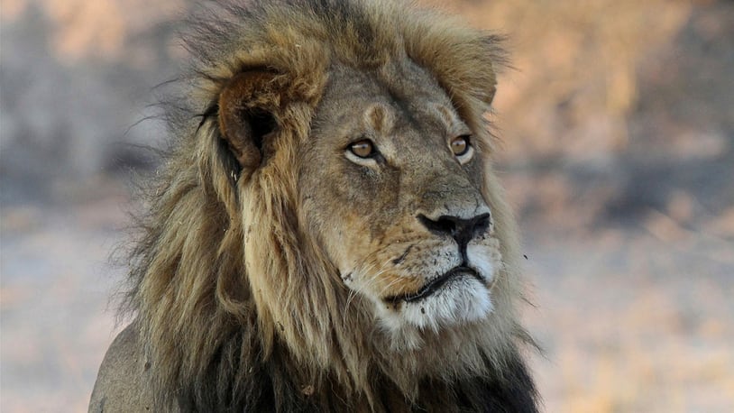 FILE -- in this Nov. 20, 2013 file photo Cecil the Lion rests near Kennedy One Water Point in Hwange National Park, Zimbabwe. The son of Cecil the lion has been shot dead in Zimbabwe, two years after his father's killing ignited international outrage. Now there's fresh outcry over the "trophy" hunting of a species whose numbers in the wild have plummeted. (AP Photo/Sean Herbert, File)