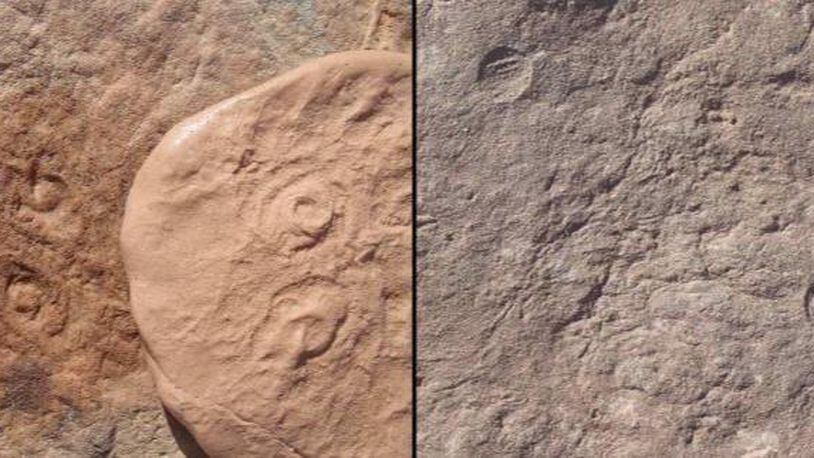 Two new fossils discovered by UC Riverside researchers  in South Australia. The one named after former President Barack Obama, Obamus coronatus, is on the left. The other is named after British naturalist  Sir David Attenborough.