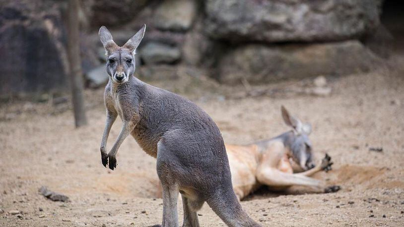 Grass poisoning could be cause for 'drunk' kangaroos, veterinarians say