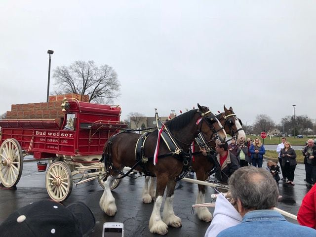 PHOTOS: The Budweiser Clydesdales are in Dayton