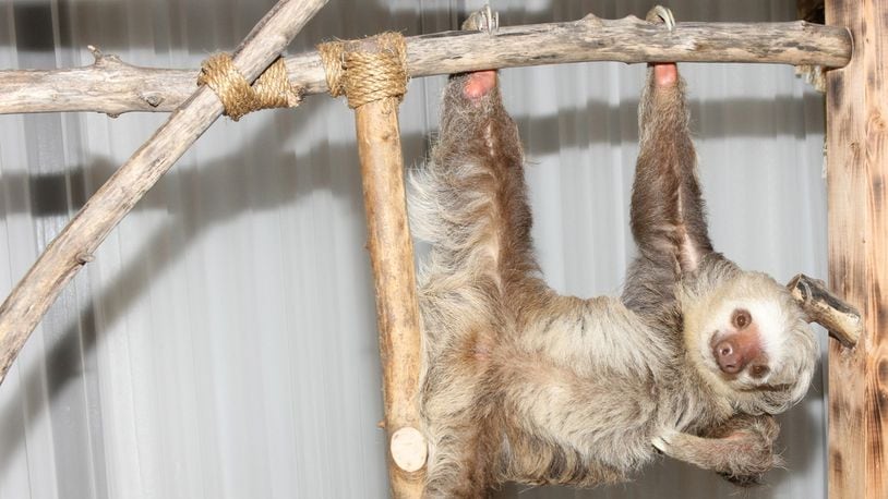 A two-toed sloth (not pictured) gave birth at Zoo Atlanta Nov. 4.