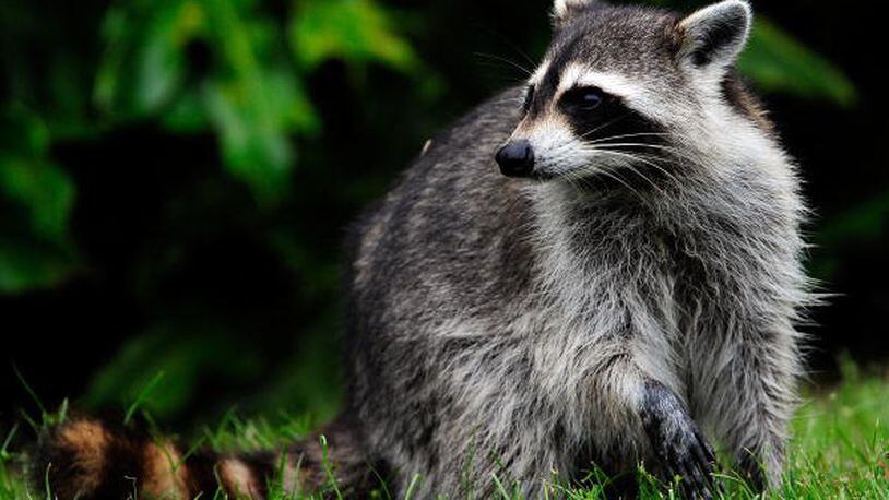 Raccoon. File photo. (Photo by Sam Greenwood/Getty Images)
