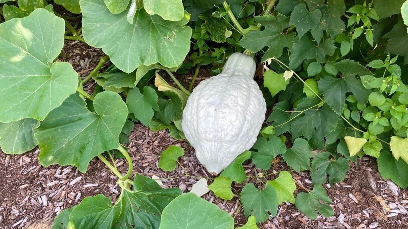 Planting trap crops, such as hubbard squash, in your garden can help protect your vegetable plants from pests. SHUTTERSTOCK