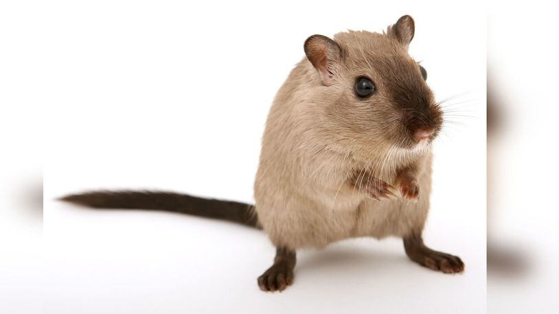 A rodent fell from the ceiling of the press both at the White House Tuesday morning, frightening reporters and causing a panicked scramble as the mouse ran around the booth and eventually escaped in the briefing room.