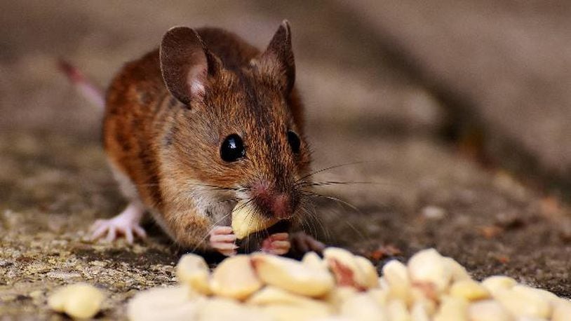 File photo of a mouse. A Delaware Burger King is facing a whopper of a problem after a now-viral video captured unwelcome four-legged guests frolicking in a bag of buns.