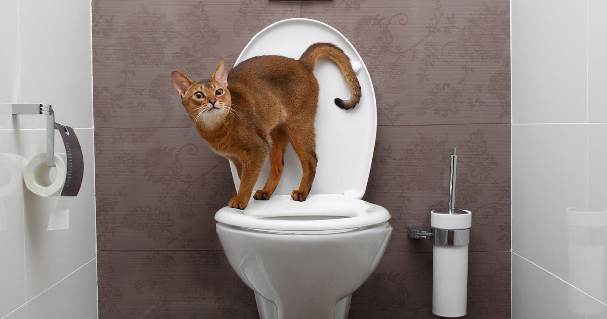 South Carolina water company blamed cat flushing toilet for high bills