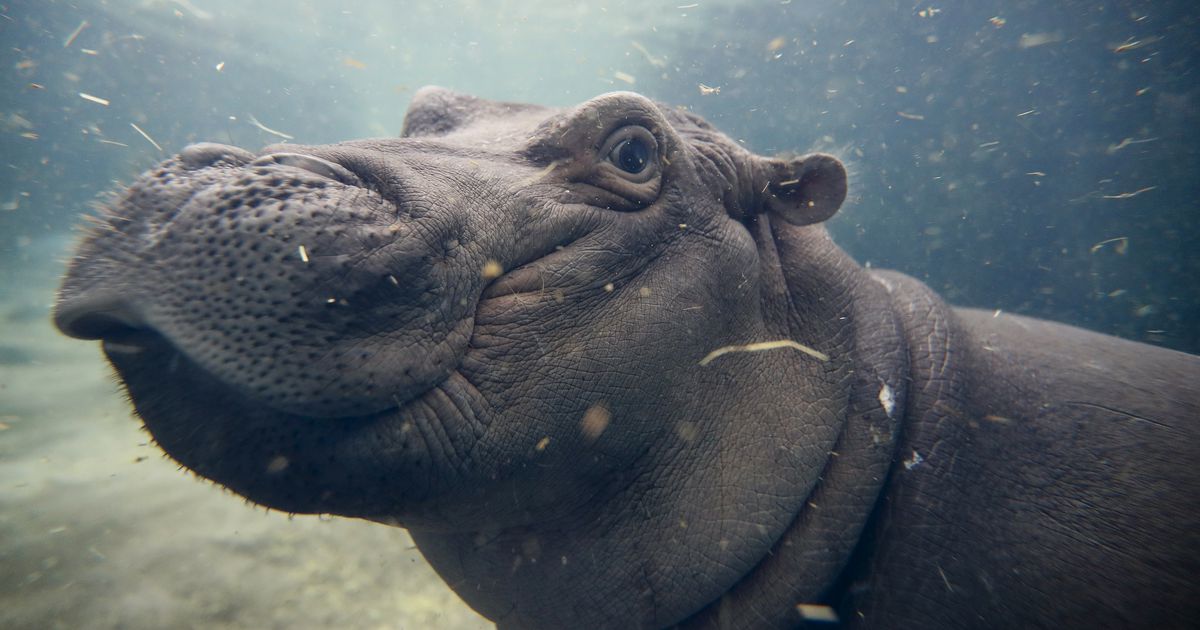 Cincinnati Zoo's hippo Fiona to say bye bye to bottle