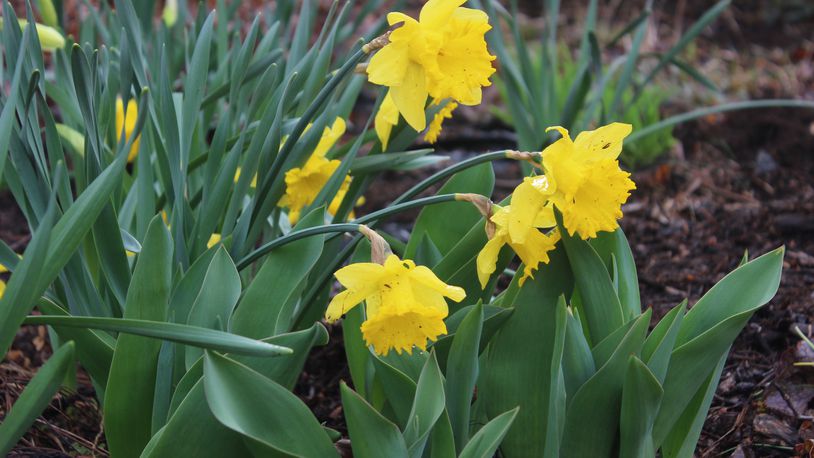 The colors of spring are beginning to show themselves in writer Amelia Robinson's yard.
