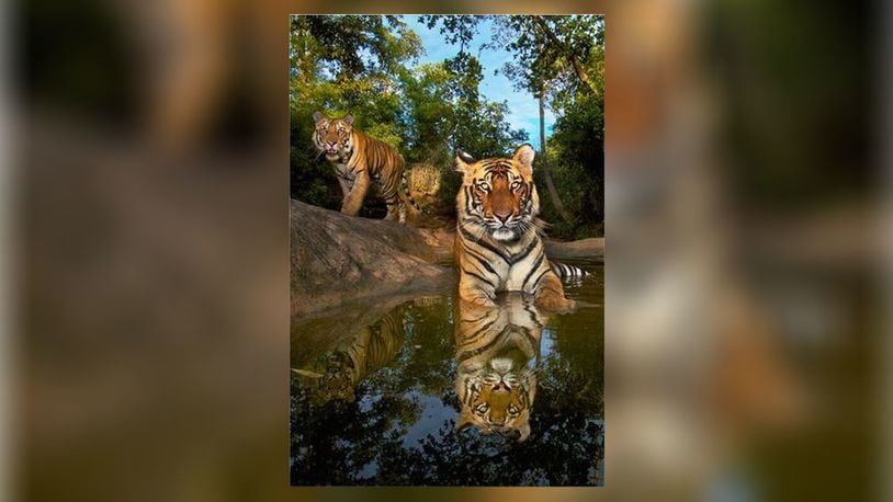 Dayton Live presents “On the Trail of Big Cats,” a National Geographic Live program from award-winning photographer Steve Winter, at Victoria Theatre in Dayton on Sunday and Monday, Jan. 22 and 23.