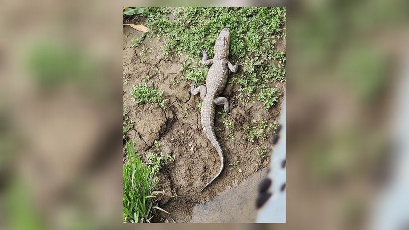A small alligator is still loose after a pair were spotted in St. Marys River in Auglaize County on May 7, 2023.  One was shot and killed, but the other has not been found. The alligator is about two feet long. Photo courtesy the Ohio Department of Agriculture.
