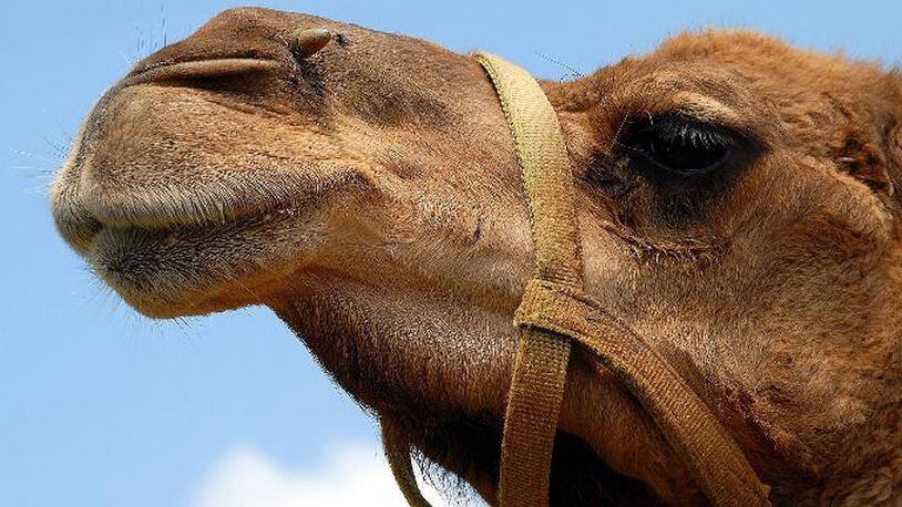 File photo of a camel.