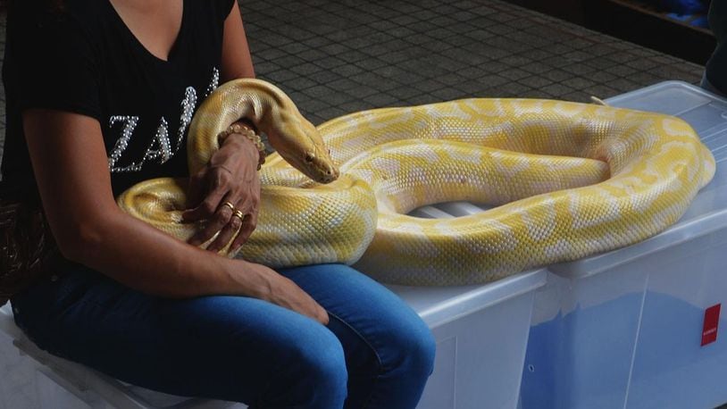 A new specialty massage using snakes, like the boa constrictor pictured here, is becoming popular in some places like Poughkeepsie, New York.