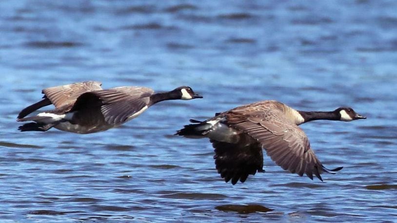 Canadian geese are causing some controversy in a Long Island village.
