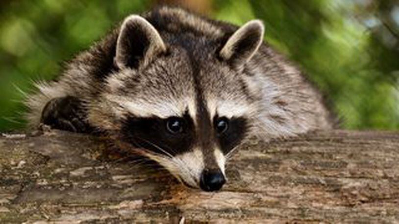 Raccoons invading attics and ceilings are causing some grief for some Colorado apartment residents.