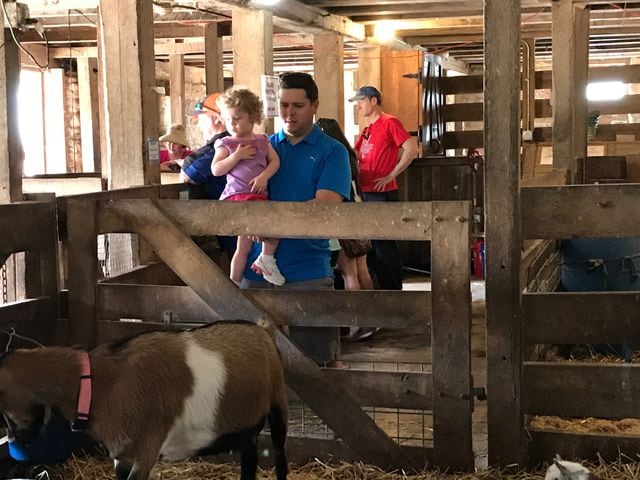 PHOTOS: We saw baby pigs and baby goats- did we see YOU at the Aullwood’s Farm Babies Fest?