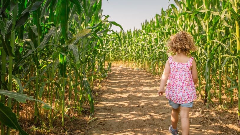 Young's Jersey Dairy has a corn maze and other fall activities. CONTRIBUTED