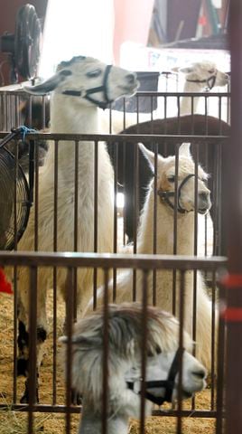 PHOTOS: What we saw at the 2019 Greene County fair