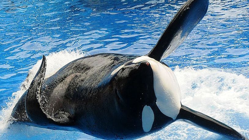 FILE PHOTO: The killer whale performances that have been exciting visitors for years at SeaWorld and driving others to protest are coming to an end, according to a spokesperson for the company. (Photo by Gerardo Mora/Getty Images)