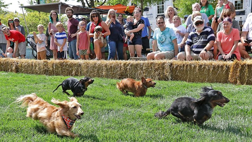 A crowd came out to cheer for their favorite dachshund last year during the 2021 Champion City Wiener Dog Races at National Road Commons Park in Springfield. The event, held as part of Mustardfest, featured 27 dogs competing for the title of fastest weiner in Clark County. BILL LACKEY/STAFF