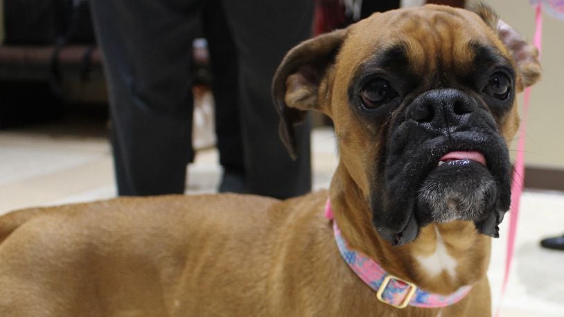 Sophie, a 2-year-old boxer, earned the title of Montgomery County's top dog. Auditor Karl Keith presented Sophie and her owner, Teresa Huber of Dayton, with the No. 1 dog license on Thursday, Jan. 26, 2023, at the Montgomery County Administration Building. CONTRIBUTED