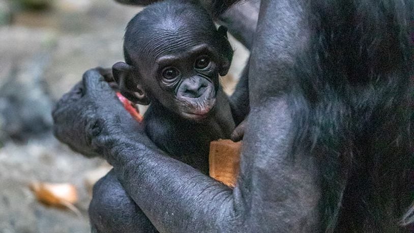 May is Zoo Babies Month at the Cincinnati Zoo & Botanical Garden and visitors can see dozens of species of baby animals, including Amali a bonobo. CINCINNATI ZOO & BOTANICAL GARDEN