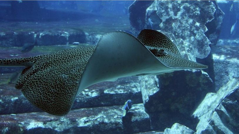 Two scuba divers encountered a giant stingray when they were exploring in the Gulf of Mexico off Florida's west coast.
