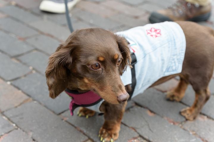 PHOTOS: Did we spot you at the Derby Day Wiener Dog Race in The Oregon District?