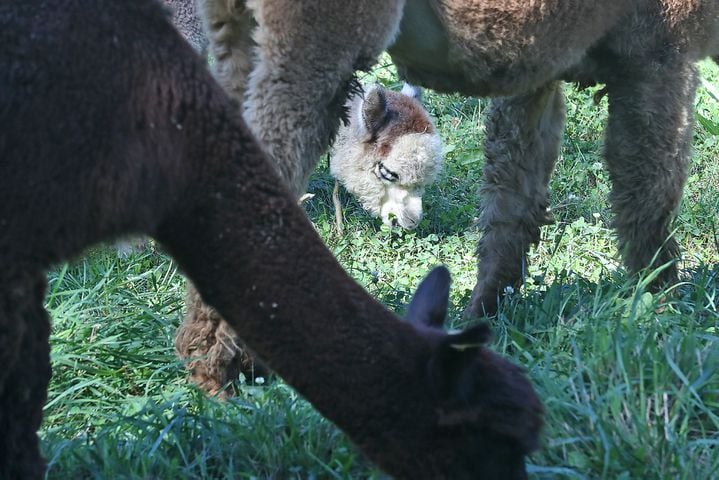 092521 Alpaca Farm Day SNS