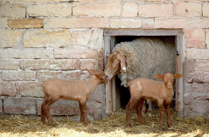 PHOTOS: AWWW! Sleepy mini goats and adorable lambs among the Aullwood Farm babies