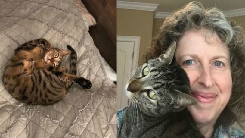 Minnow the cat ran off from owner Andrea Brannen, of south Forsyth County, for three weeks. Minnow is the winner of Nationwide's Hambone award for the year's most unique pet insurance claim.