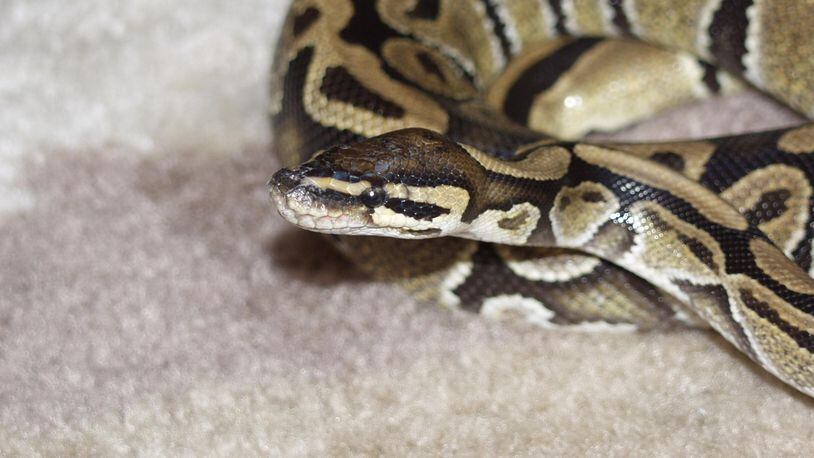 A python surprised customers and employees at a suburban Detroit car dealership.