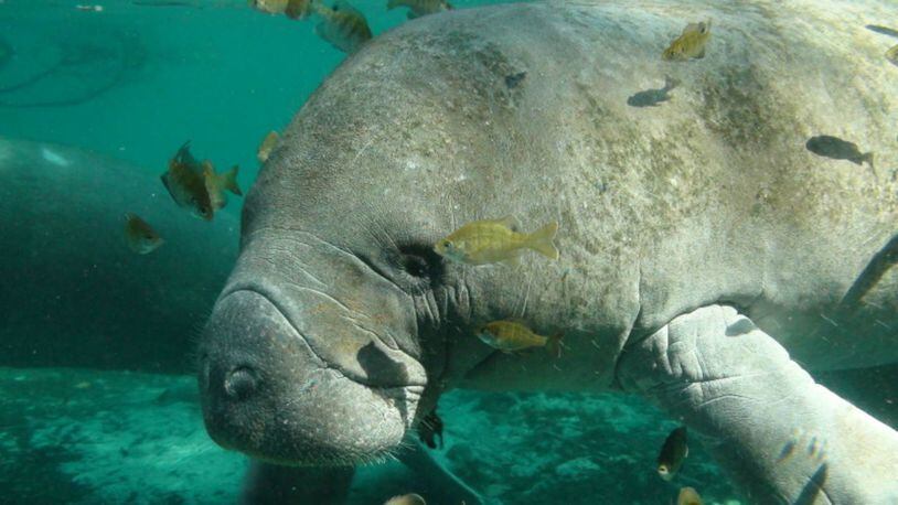 FILE PHOTO: A Virginia Beach boater got a rare sight when he caught a manatee slurping water from a hose running off the side of his pontoon boat.