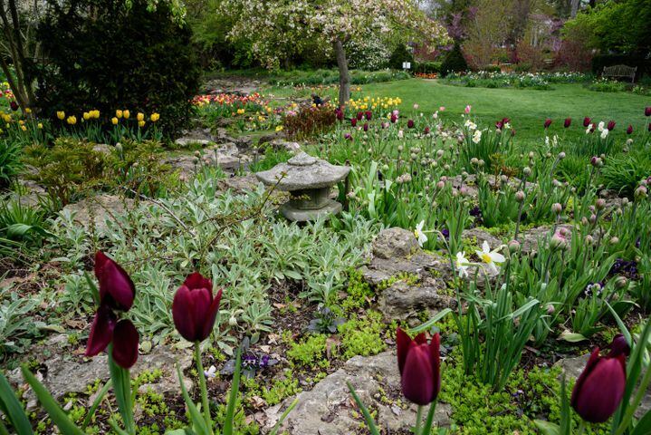 PHOTOS: Multi-colored tulips are in full bloom at Smith Memorial Gardens